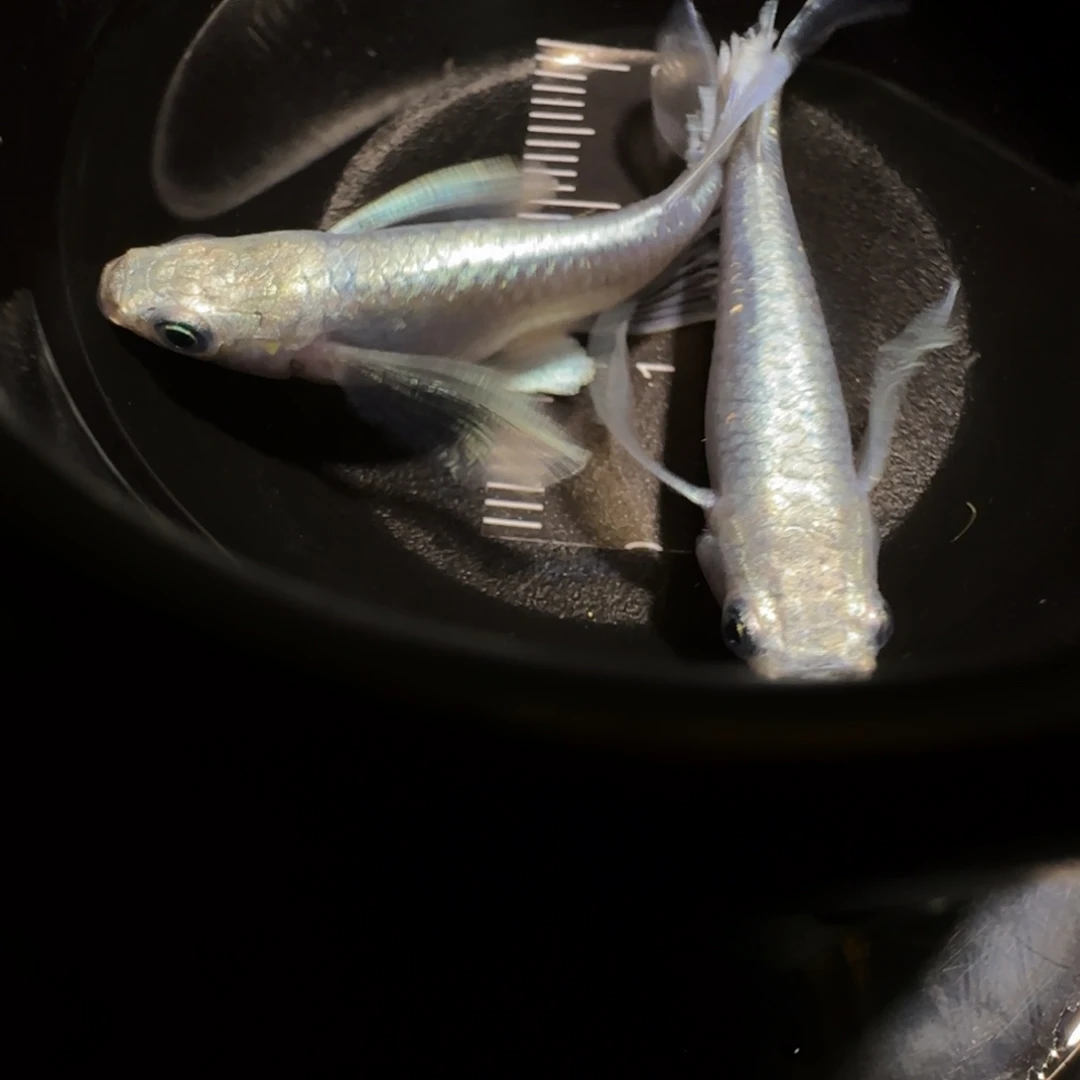 青鳉鱼一物一拍965
