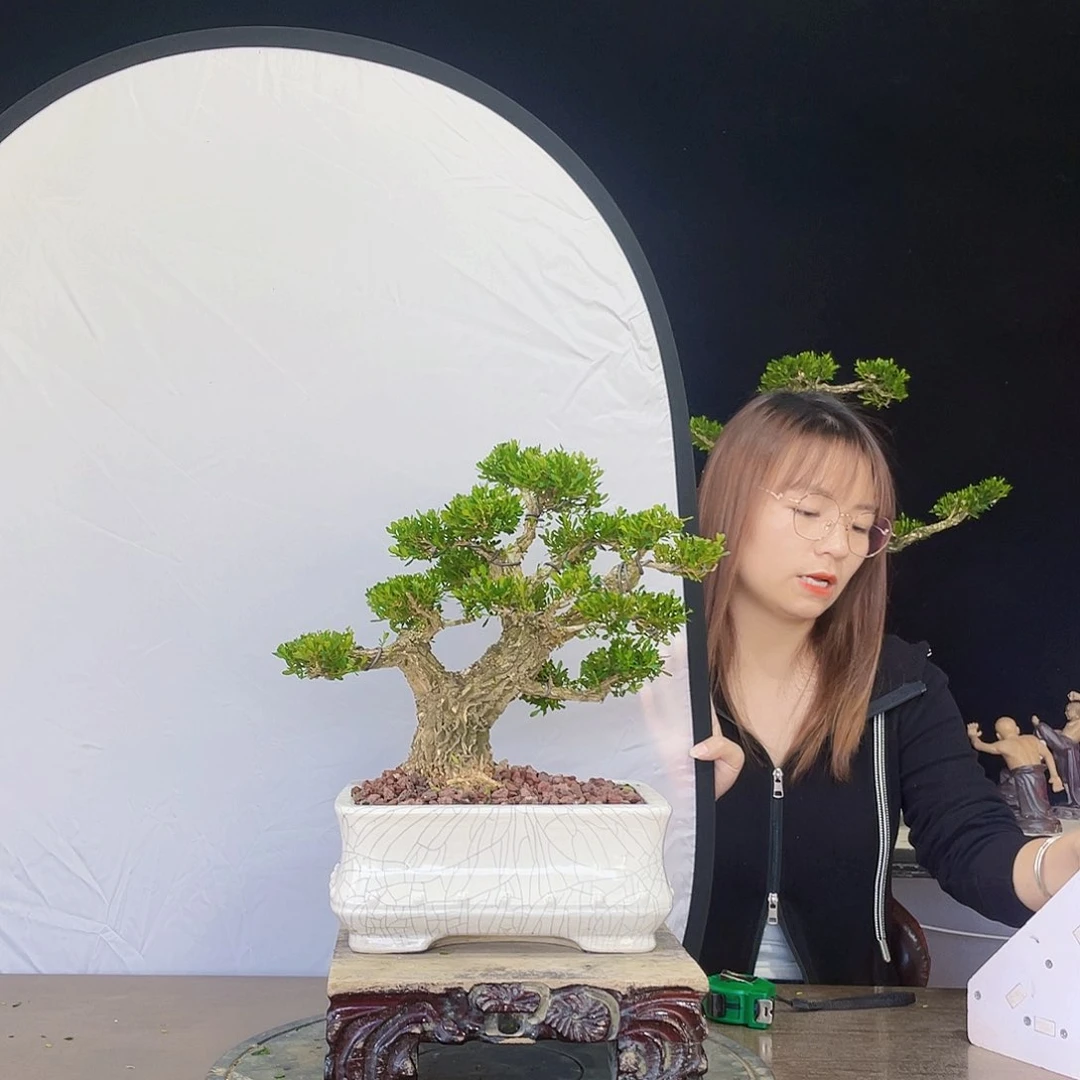 完全开放黄杨盆景四季常青