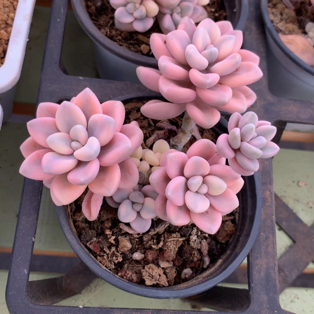 艾伦锦有砍锦上园艺一物一拍