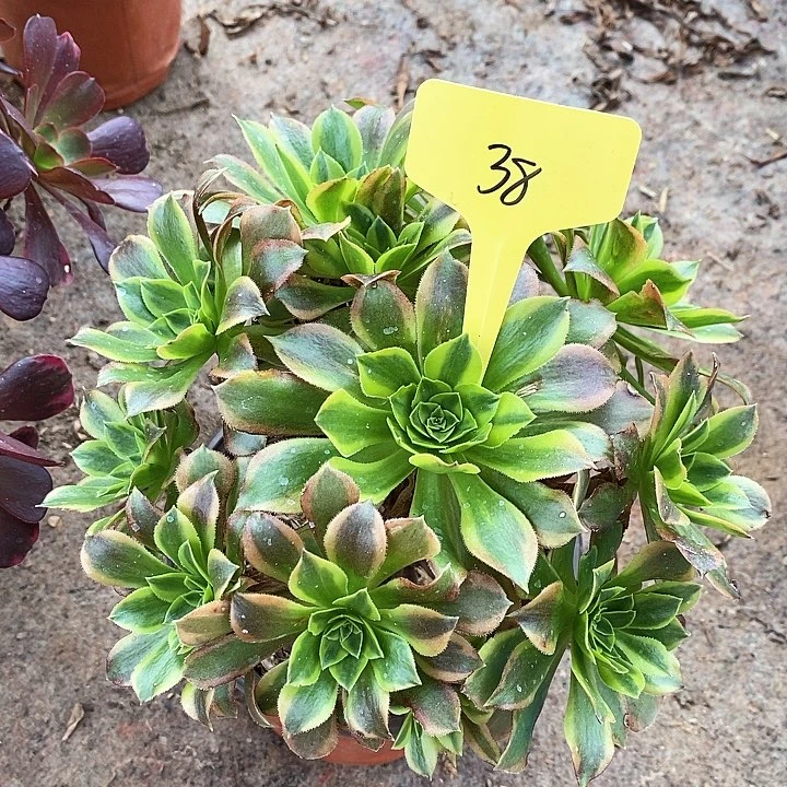 38 一颗香奈儿绿体法师多肉