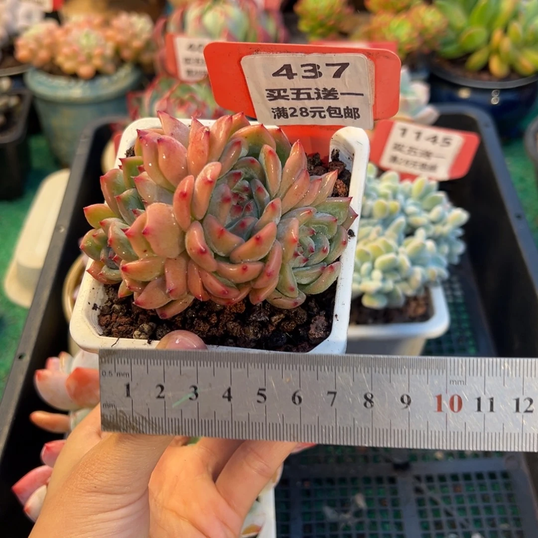 表妹精品多肉植物437.