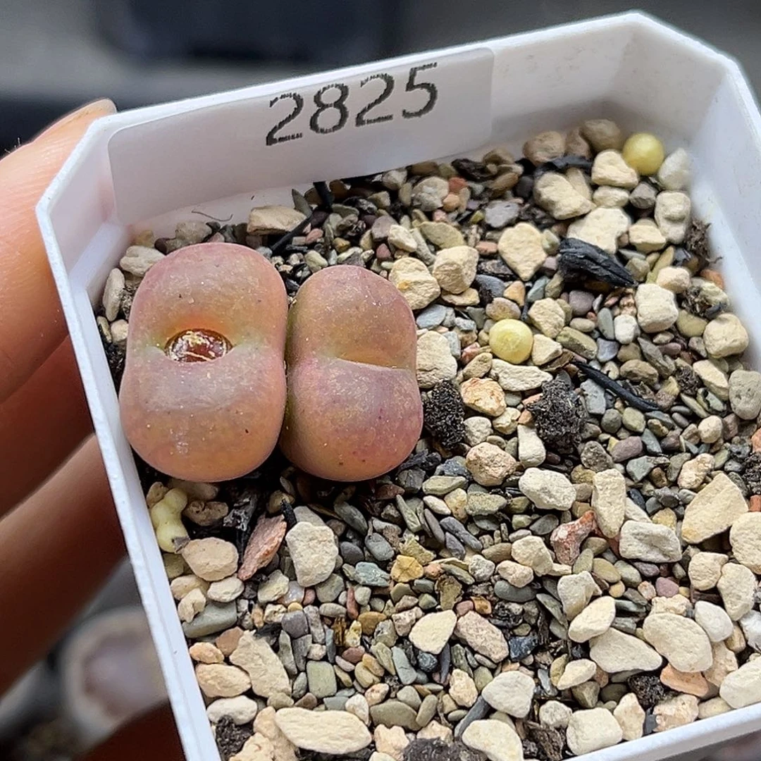 一物一拍毛杂2825