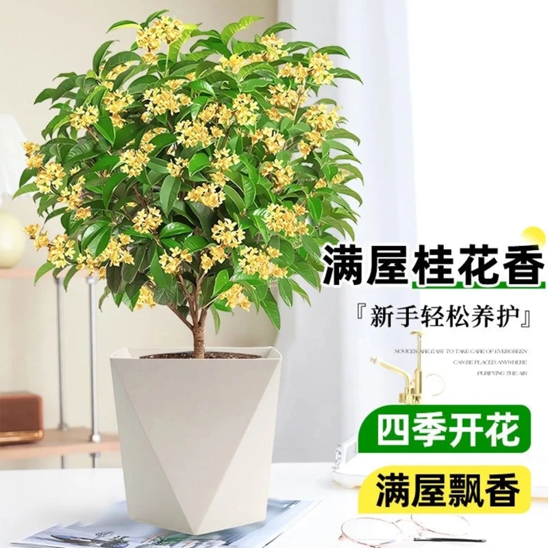 60-70cm满屋飘香四季桂花好养花卉适合室内外阳台庭院种植
