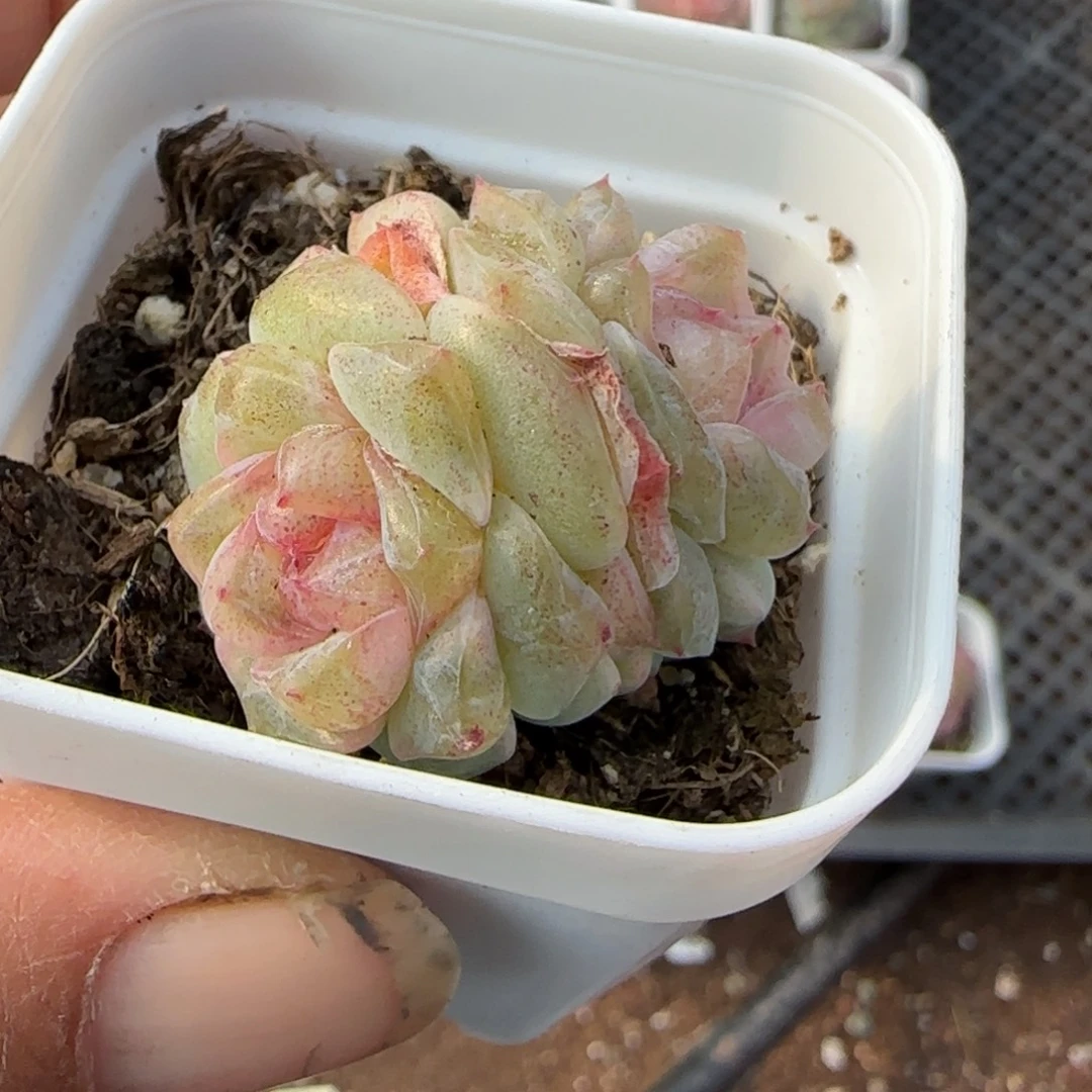 多肉小卡拉米糖心一物一拍