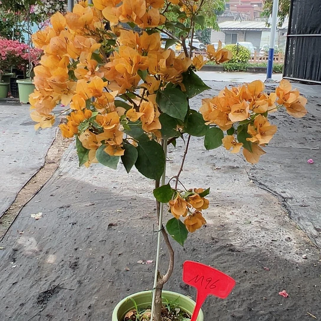 大部分花苞少量开放M96金色光辉