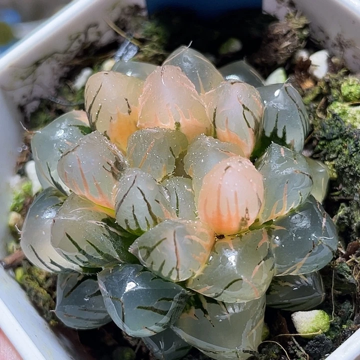 581水中月锦完美锦亚成猪