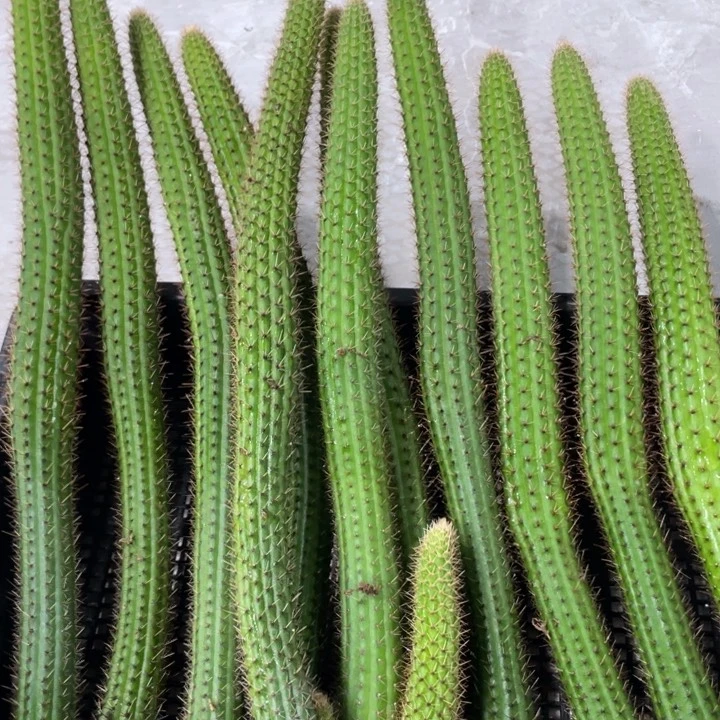 彩舞柱自根金妞30公分左右