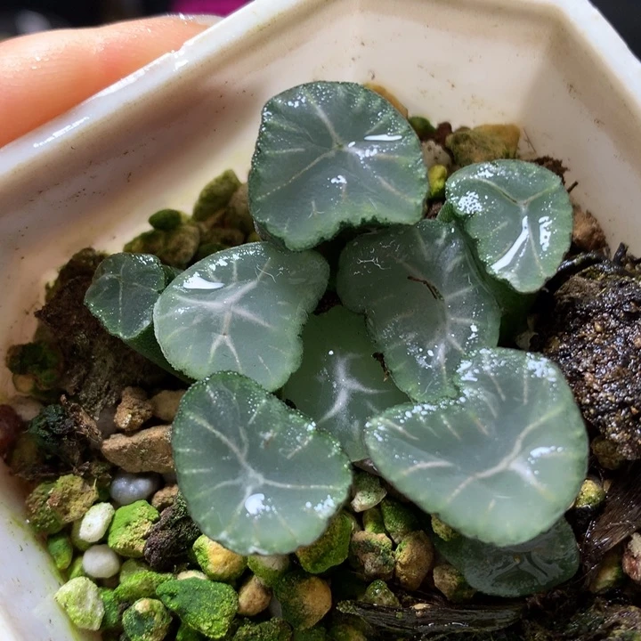 天鹅湖万象带盆土发货