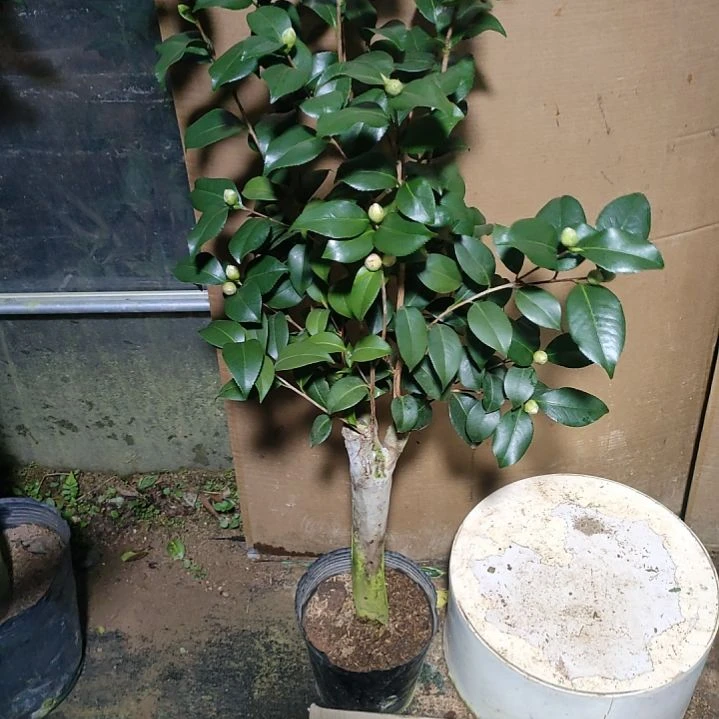 英**?564帕克雷欧，原盆原土发货，不包邮