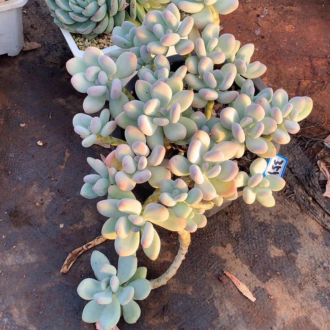 354奶杂 一物一拍多肉