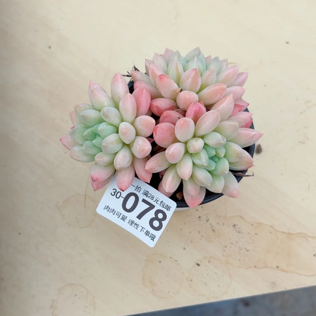 星空美人无盆土发货无盆土发货无