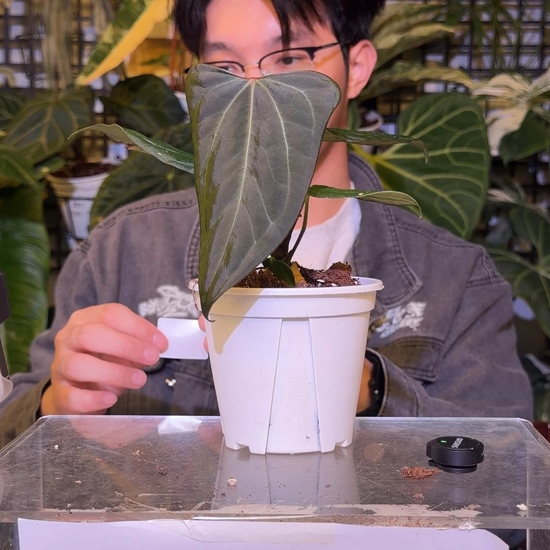 完全开放F612平克力杂黑桃