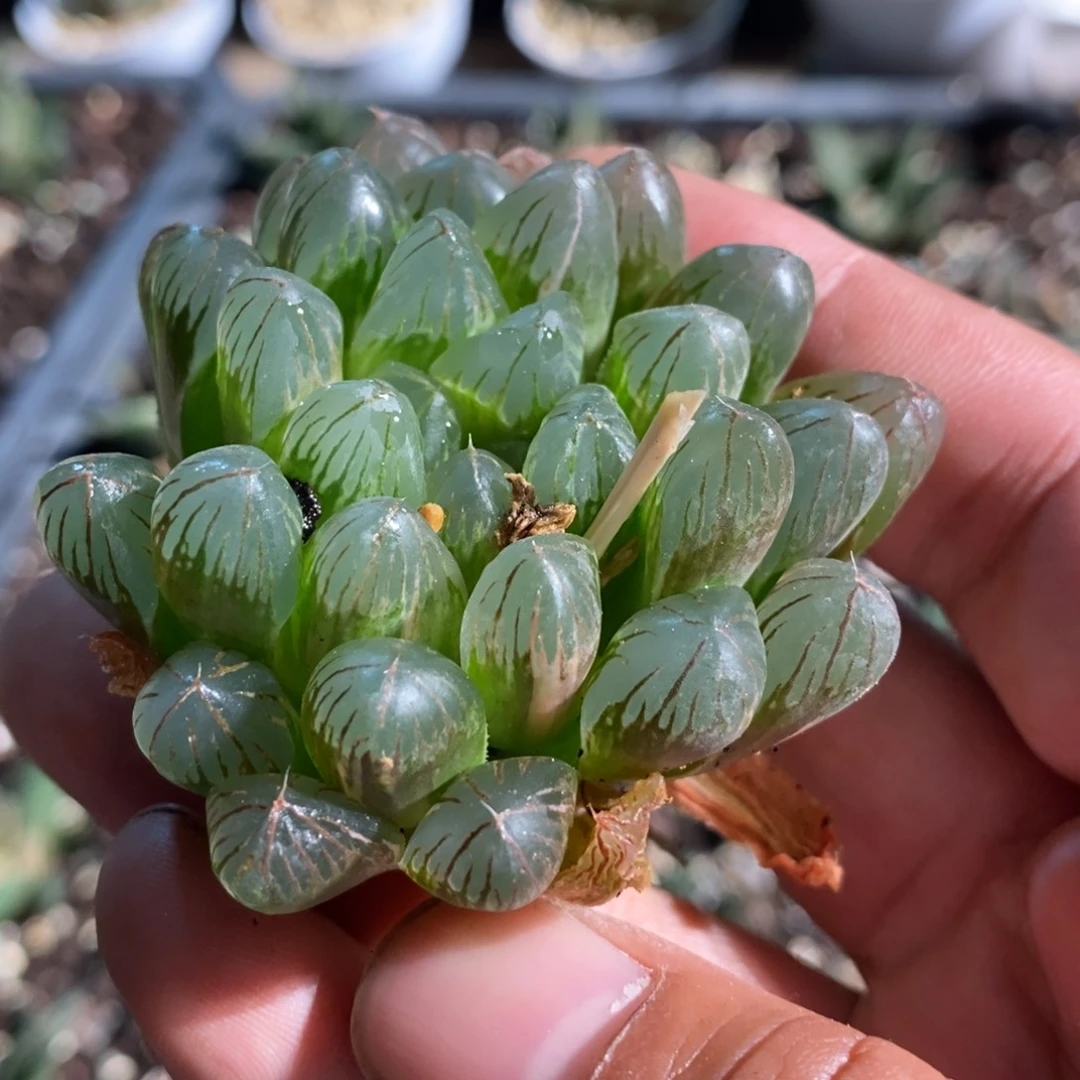 3132 一颗雨露锦。下播福利