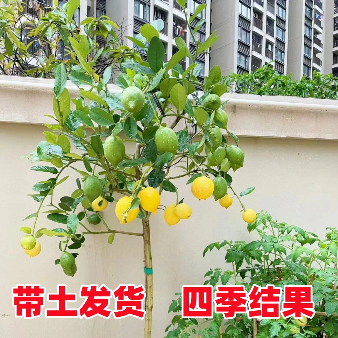 四季香水柠檬苗无核无籽柠檬果树苗南方种植当年结果盆栽广东