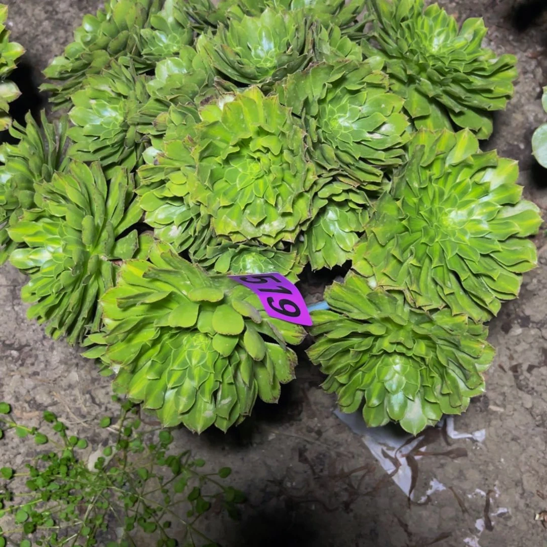 知否法师26aaaa49包邮