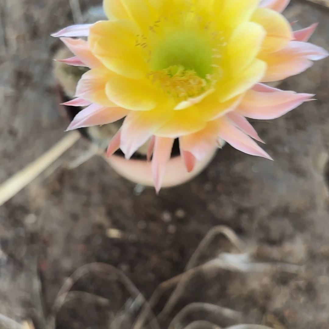 云***6723 带根实生仙人球瑕疵