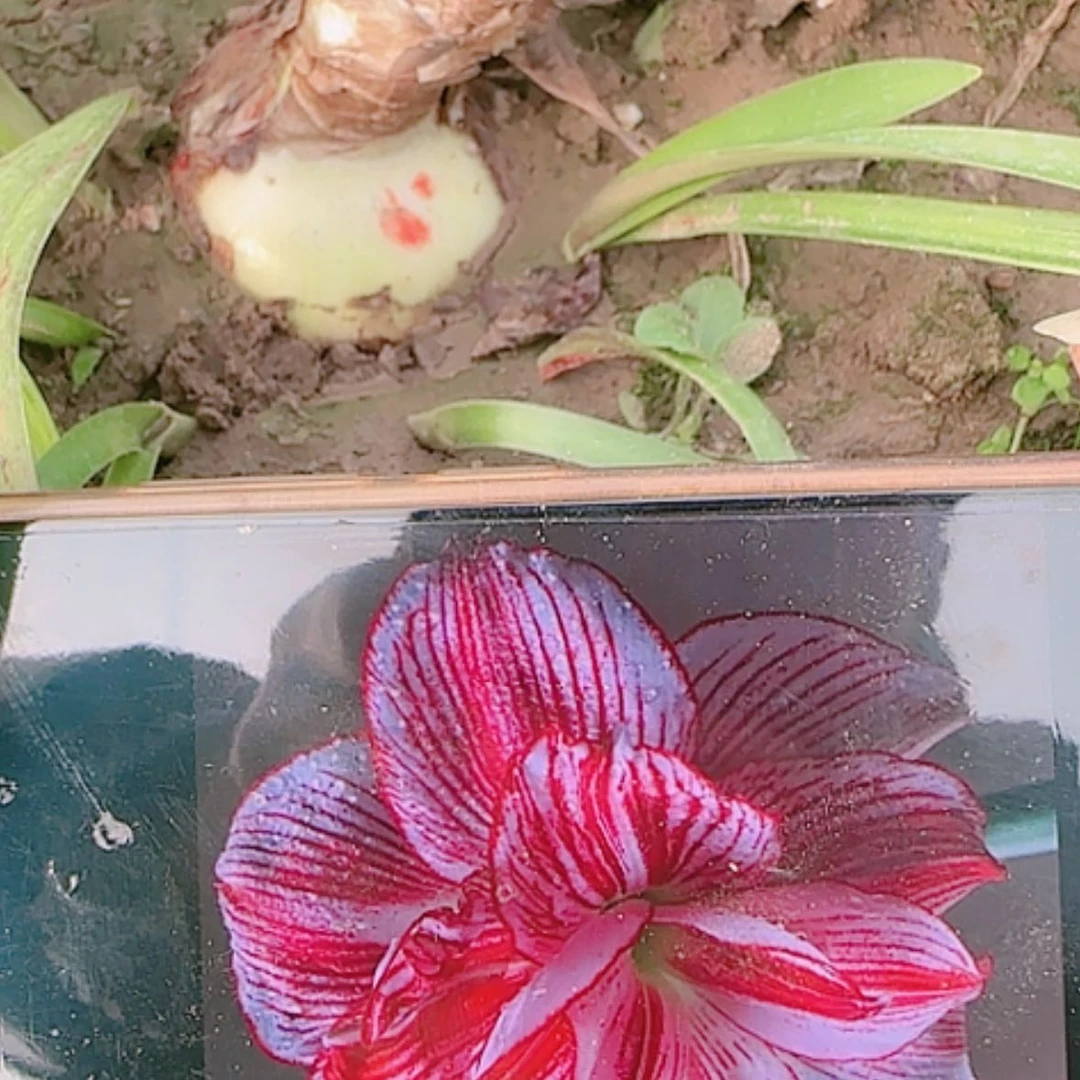 【闪购商品】无花朵十二单衣带侧发货