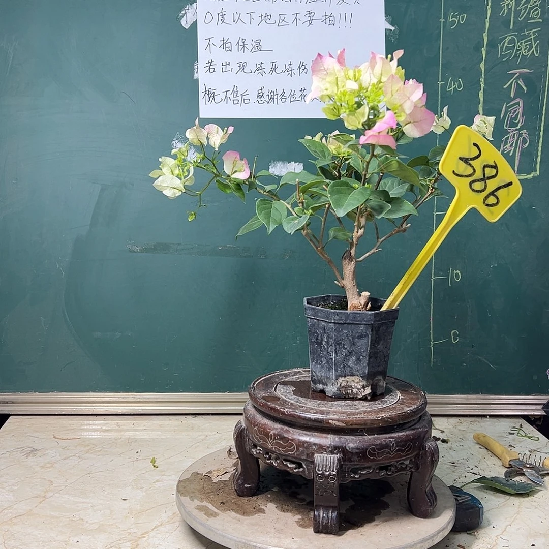 完全开放 绿樱  大宝 386