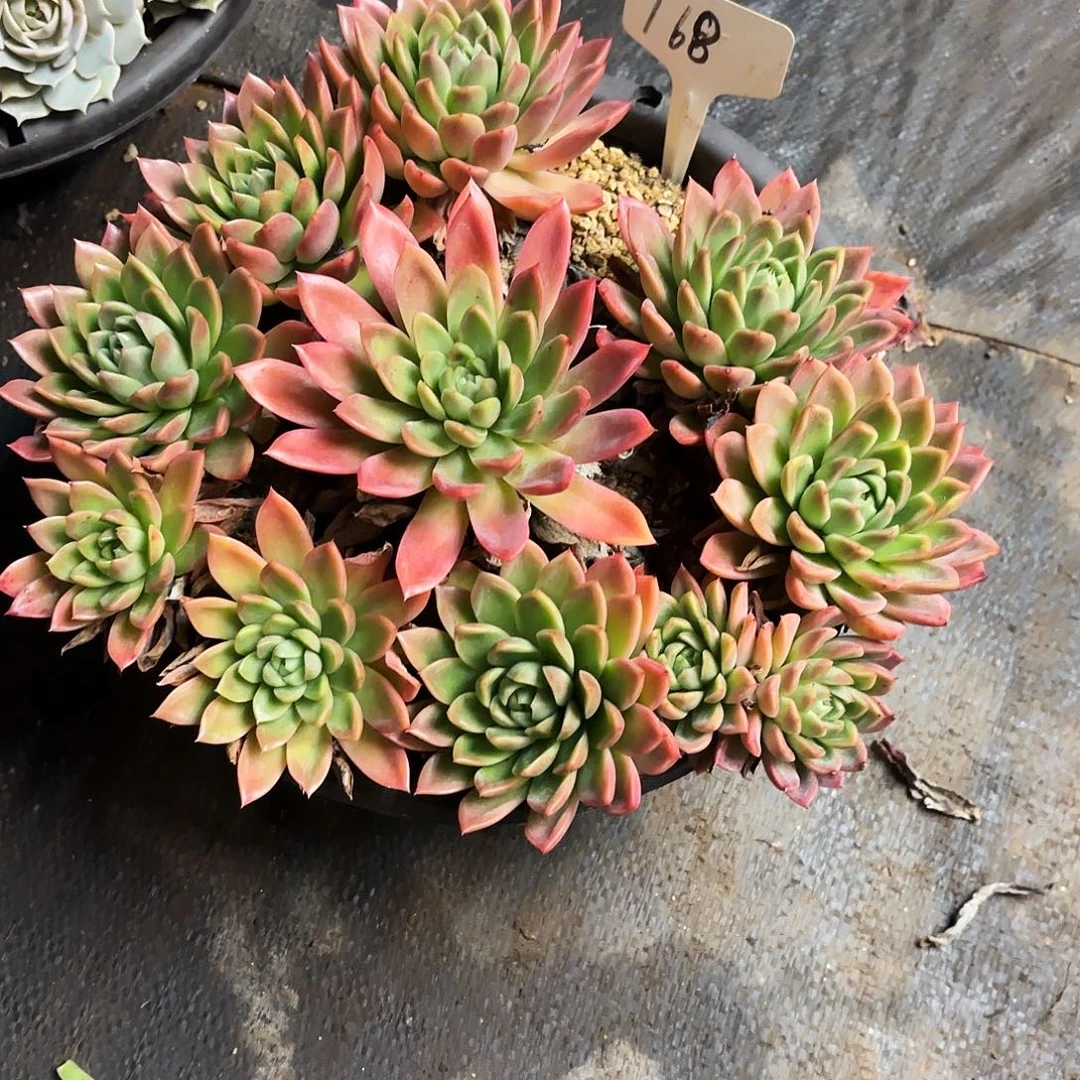 多肉植物，红女巫168号