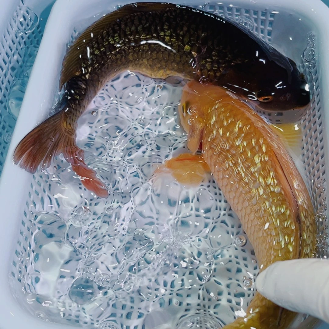 锦鲤锦鲤冷水鱼观赏132