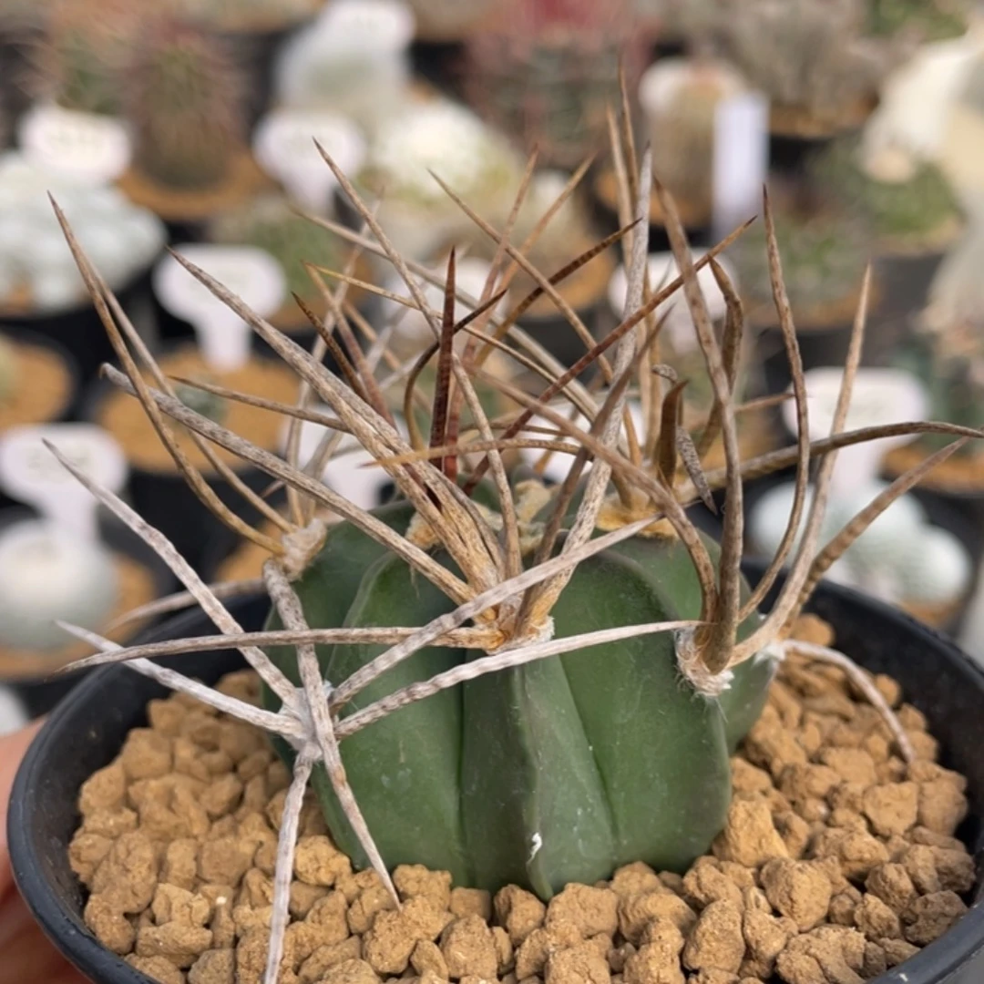 水牛大凤玉               实生根