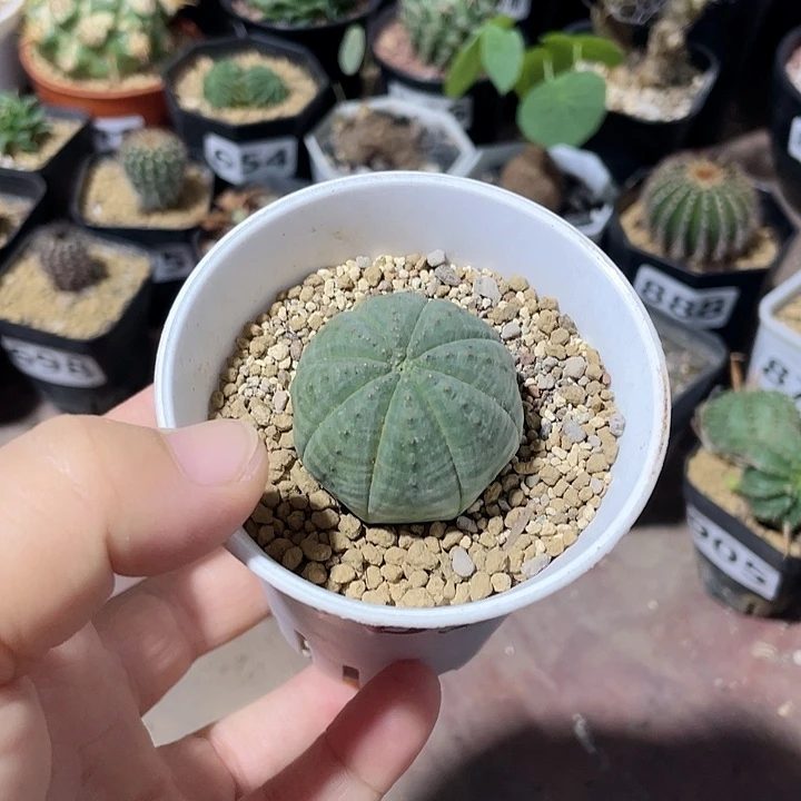 163实生欧布仙人球