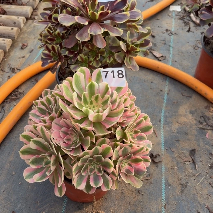 白***依欧佳丽，粉女巫多肉植物不包损721，718