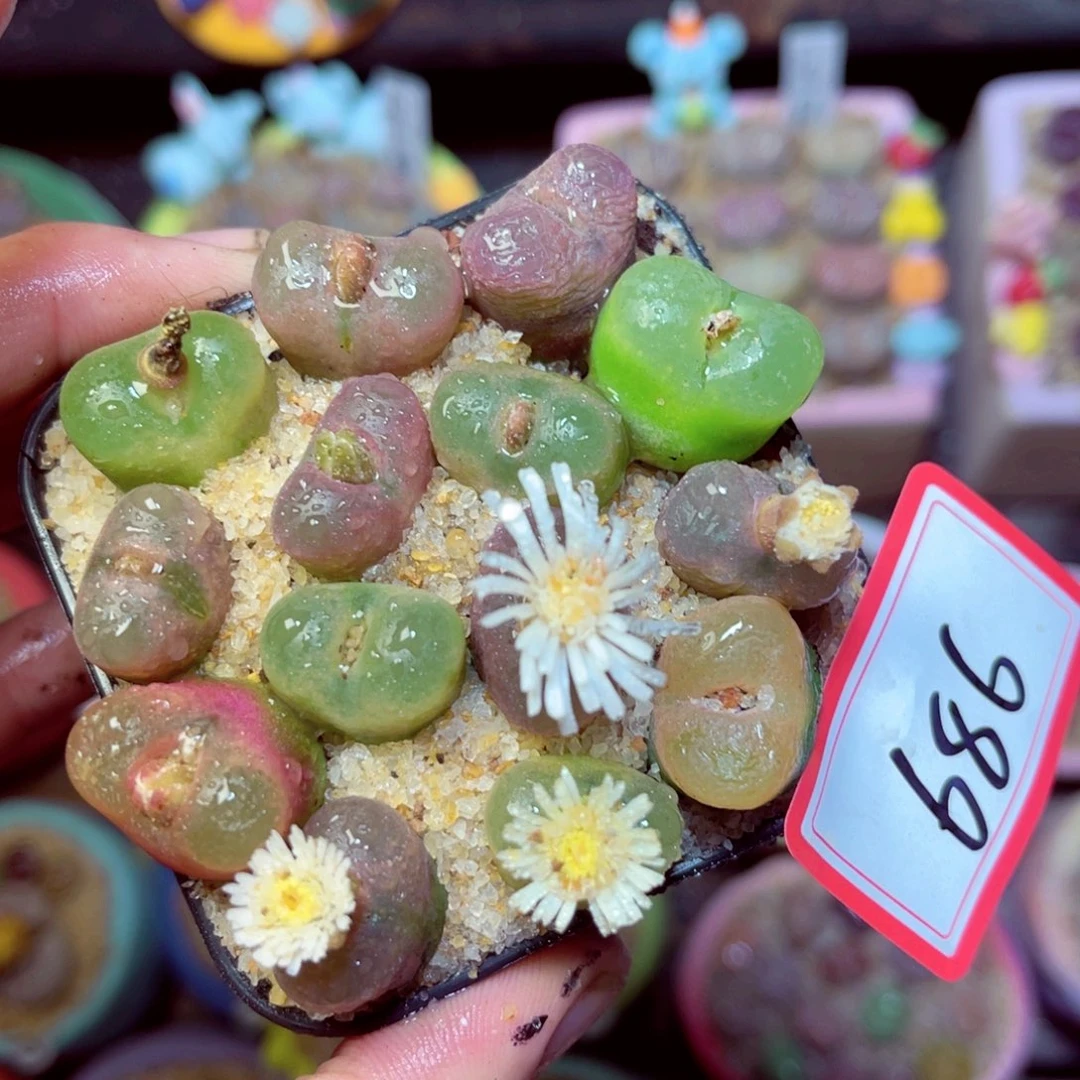 686脱土发1111111111141