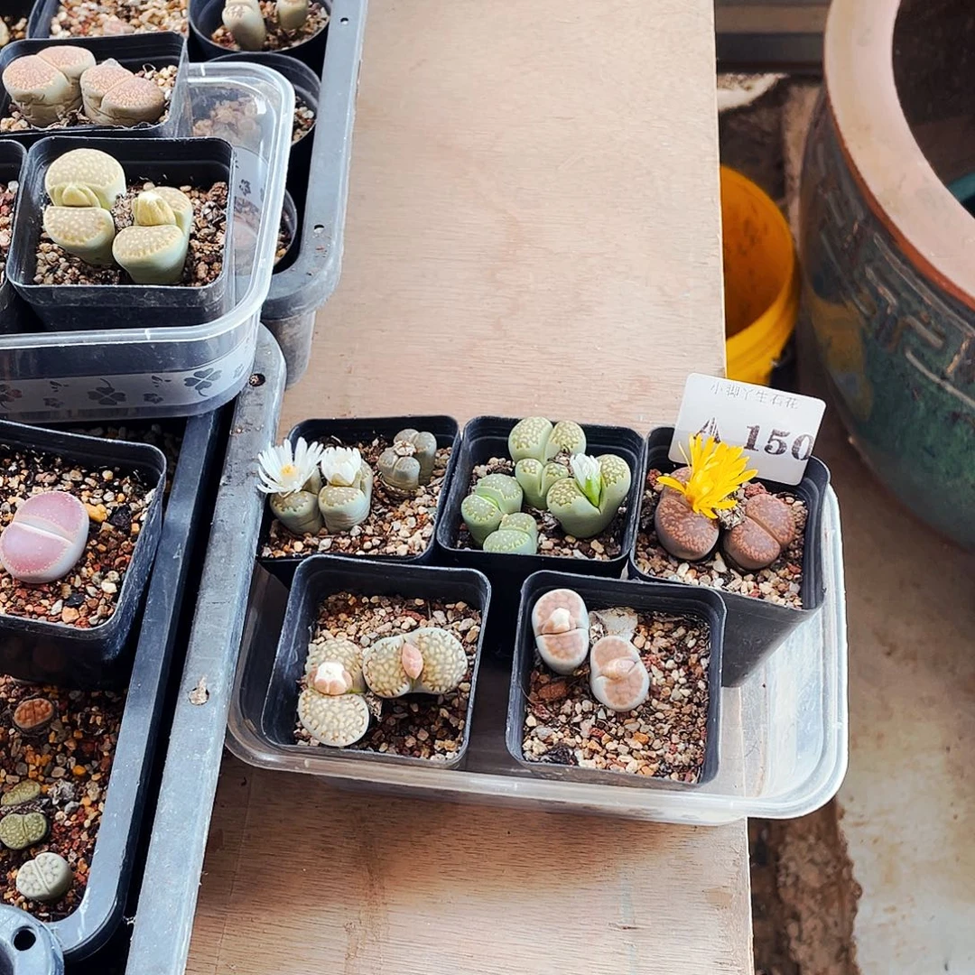 芋***圆150……开播后的第一个节目是在