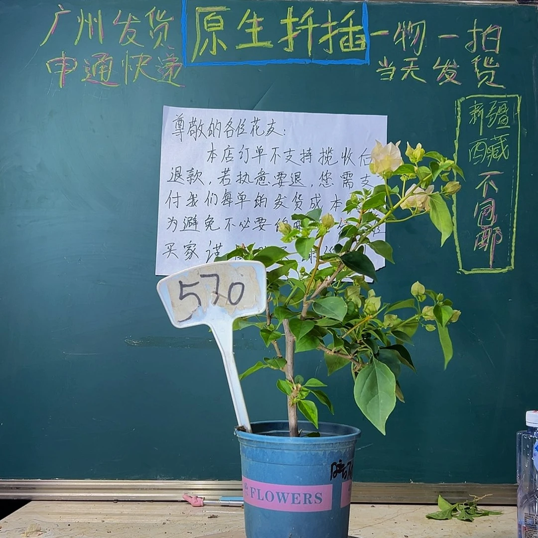 当前无花栽培后可以开花下播 暗斑丽人 570
