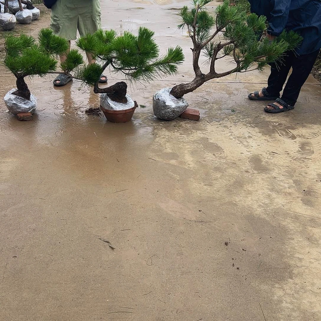 无花朵达****咖88888888888888888