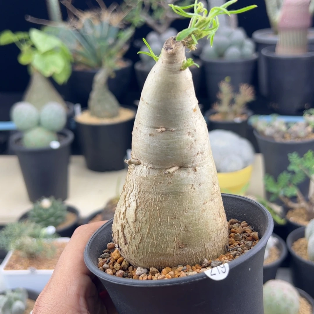 柳叶麒麟一物一拍