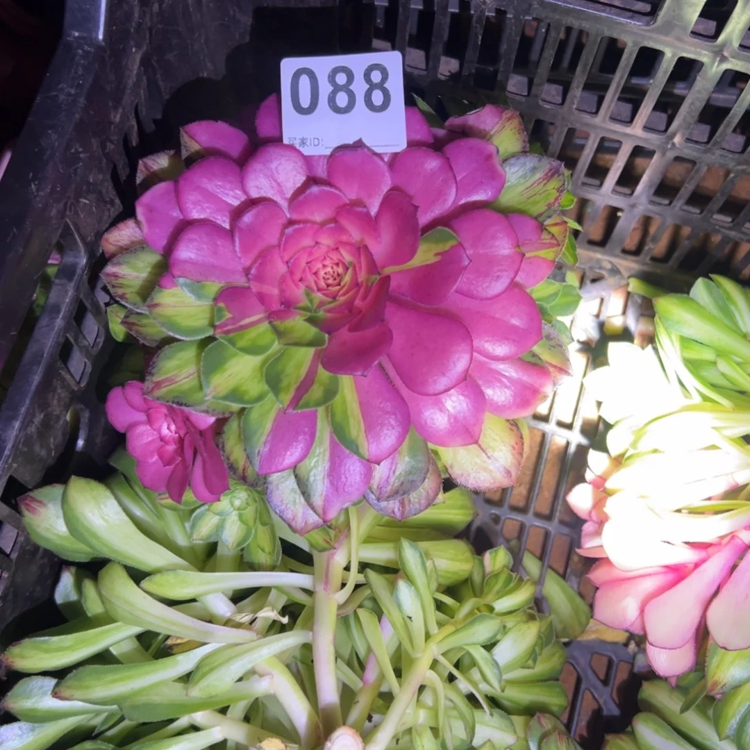 淡**雾精品多肉植物088