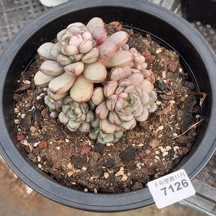 阿雅园艺。         7126葡萄