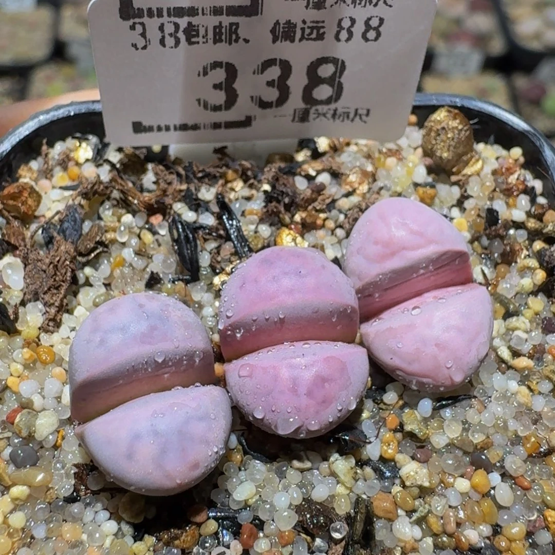 Ssss精品生石花338