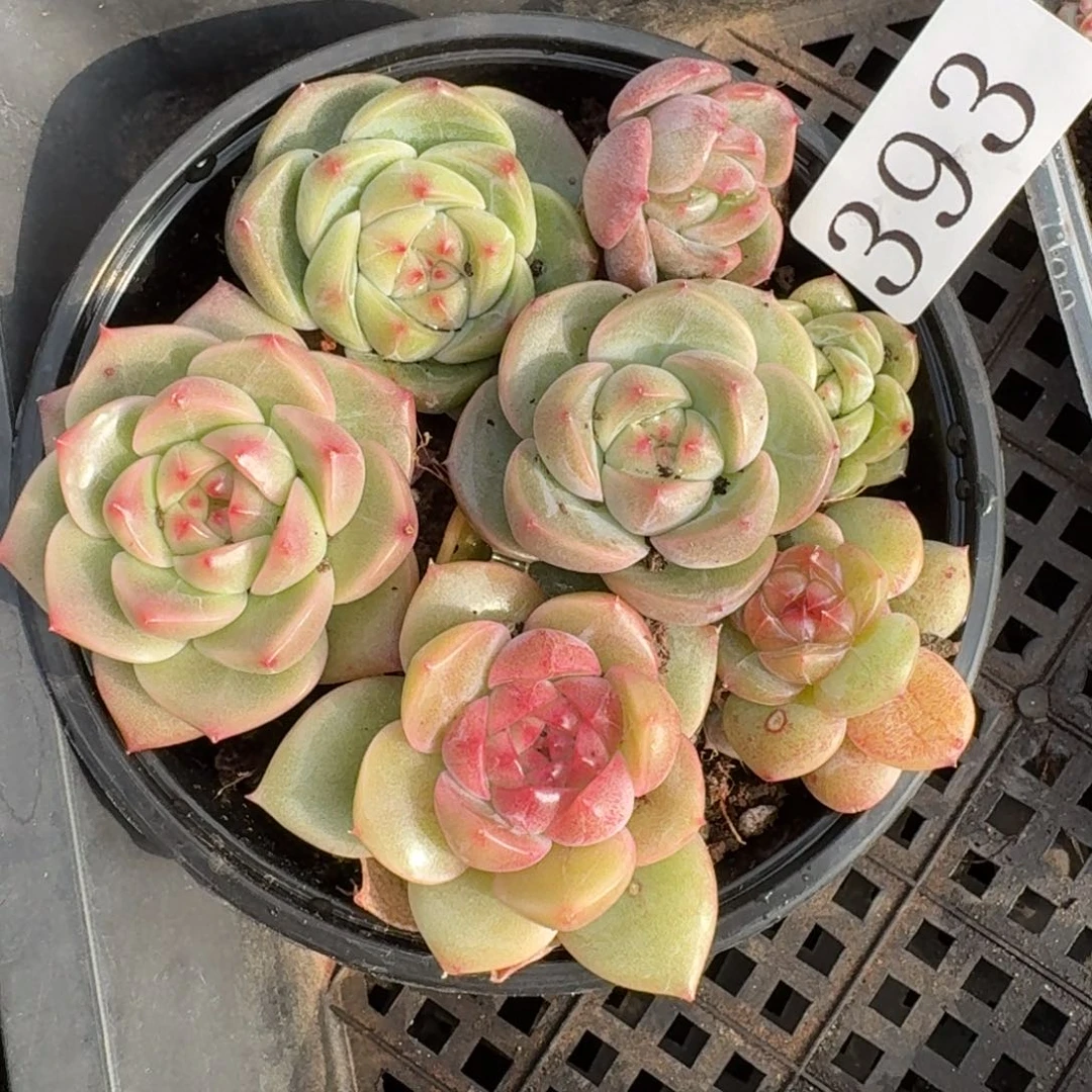 多肉植物多肉植物393