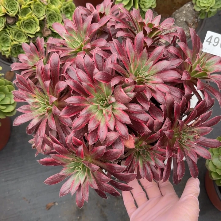 多肉植物孔雀锦496