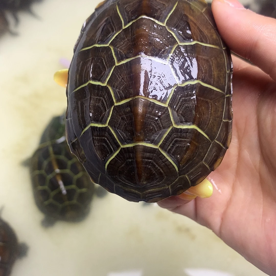 绿毛龟母中华草龟不分公母