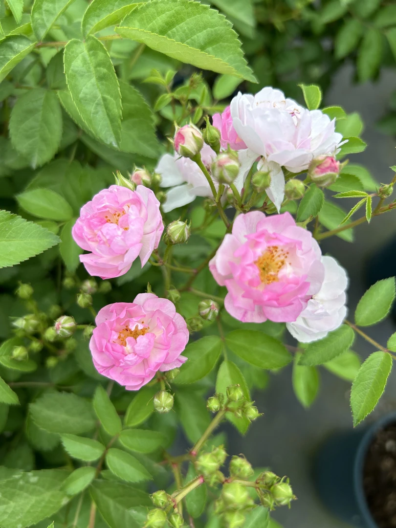 棒棒糖月季 萤火虫四季开花月季鲜花盆栽