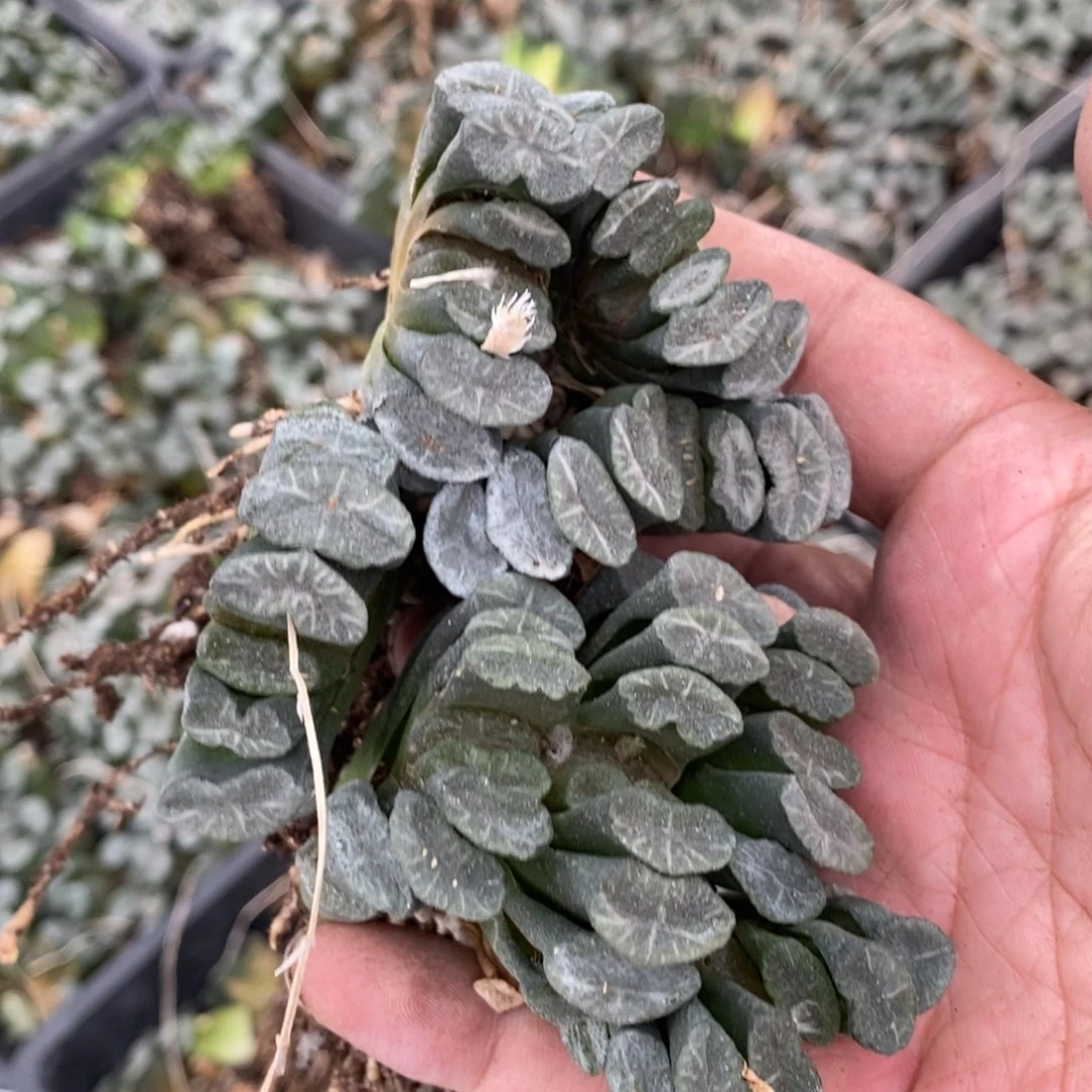 2555 一颗玉扇苗。超级福利