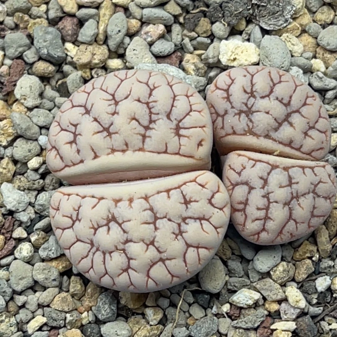 4393双头红纹蛙哥189一颗