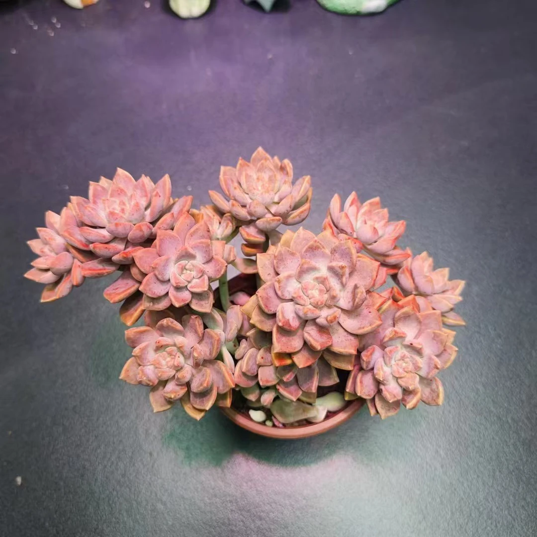 阿伦陪多肉满15包邮 好养易活适合办公室阳台美观净化空气