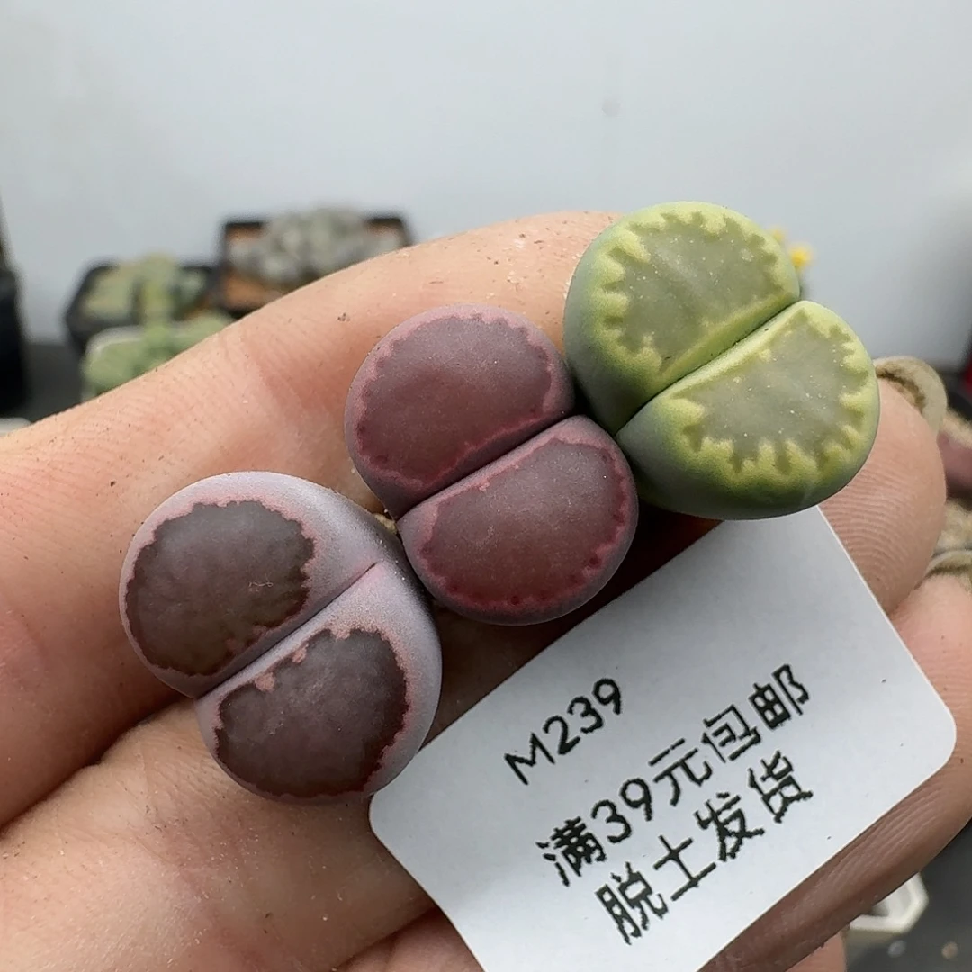 239多肉哈哈哈哈哈哈哈哈