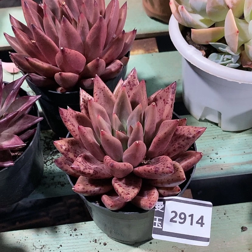 【闪购商品】红灵魂2914