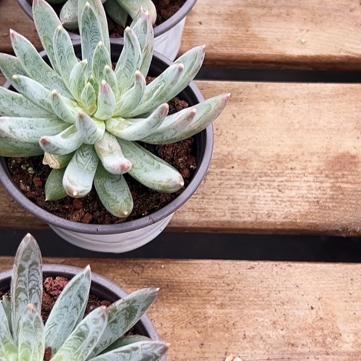 单头          炫彩星