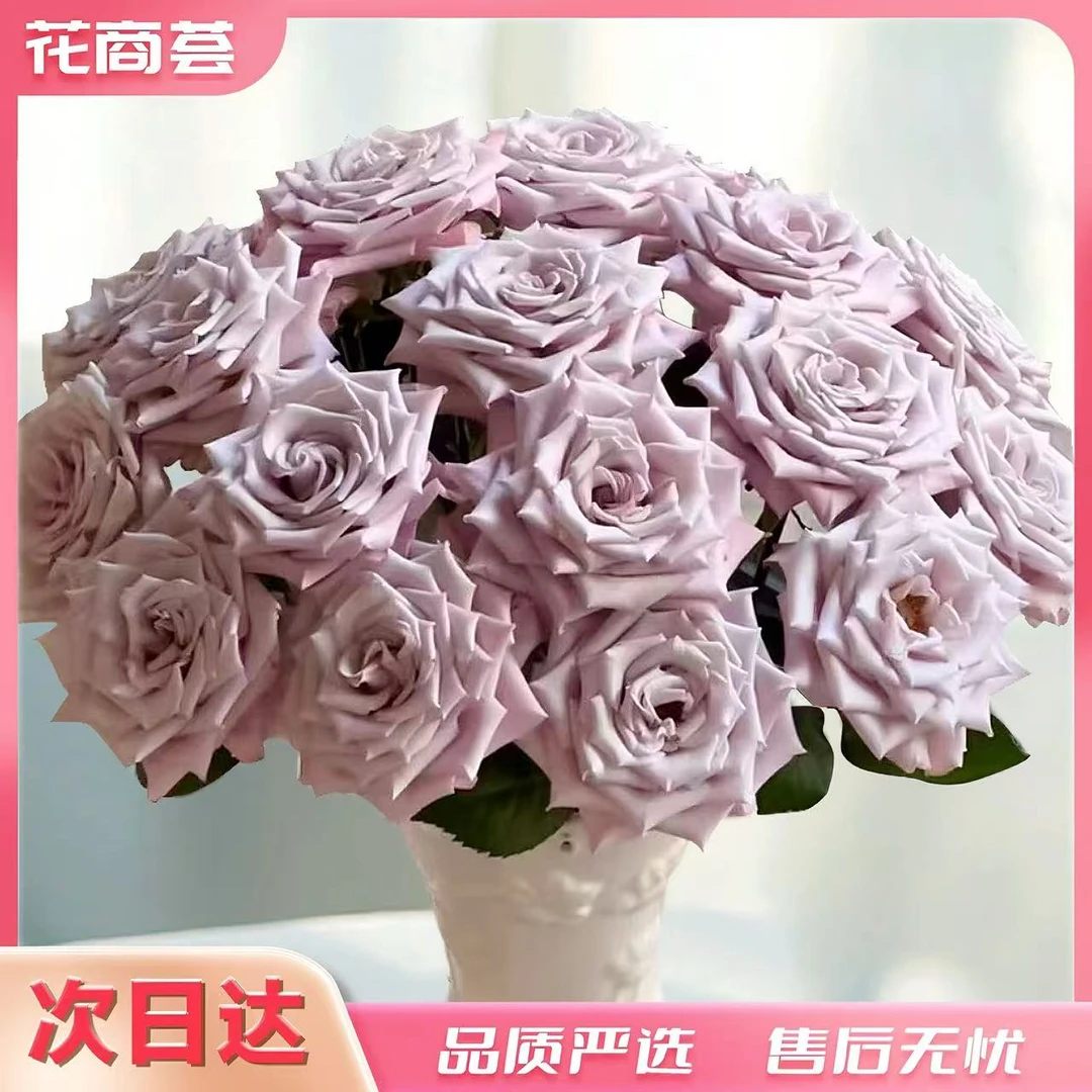 【京津冀顺丰次日达】曼塔-单头玫瑰8枝+防损2枝