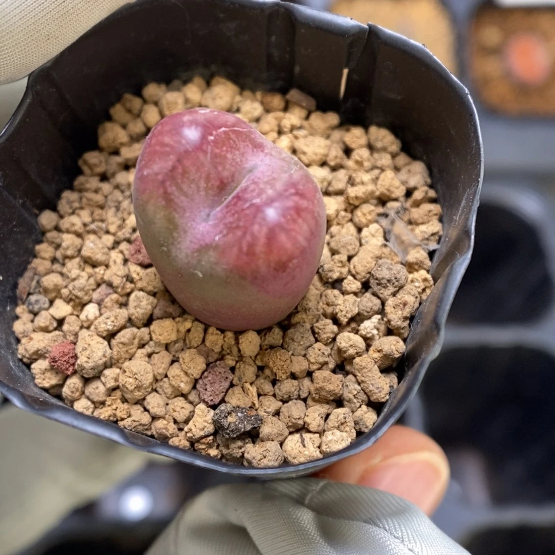 多肉植物肉锥杂交K-3450