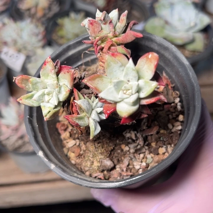 474苹果叶哈哈哈哈哈哈哈哈