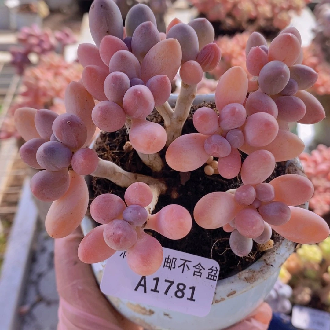 香水手指奶10cm1781多肉植物