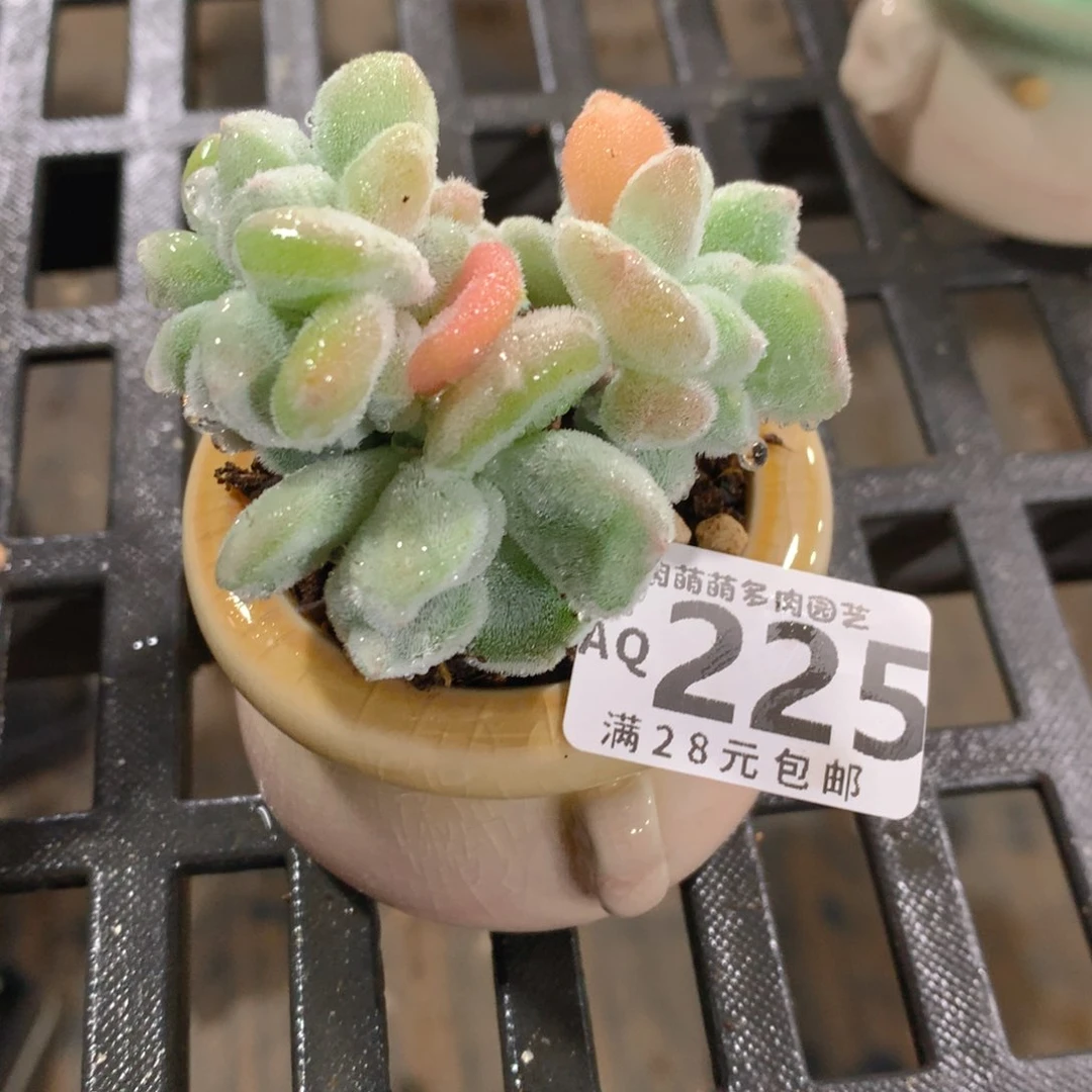 肉萌萌5cm拇指盆多肉AQ225